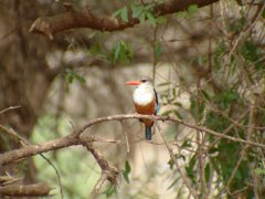 04-Kingfisher